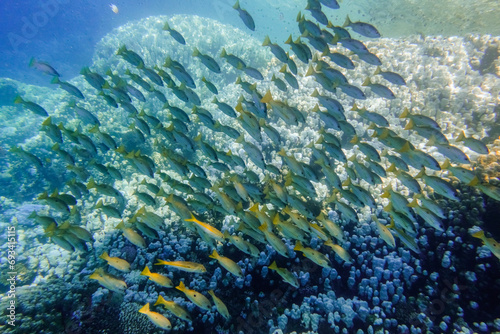 school of fish over a coral reef in deep blue water during diving in egypt detail