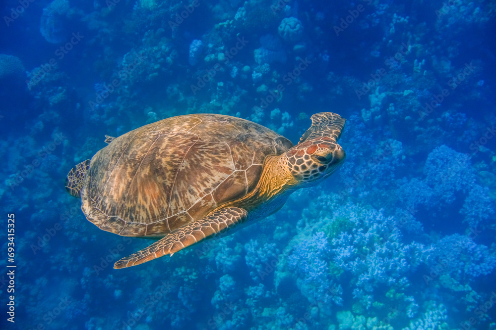 sea turtle swimming close to the camera during diving in blue water sea turtle swimming close to the camera during diving in blue water