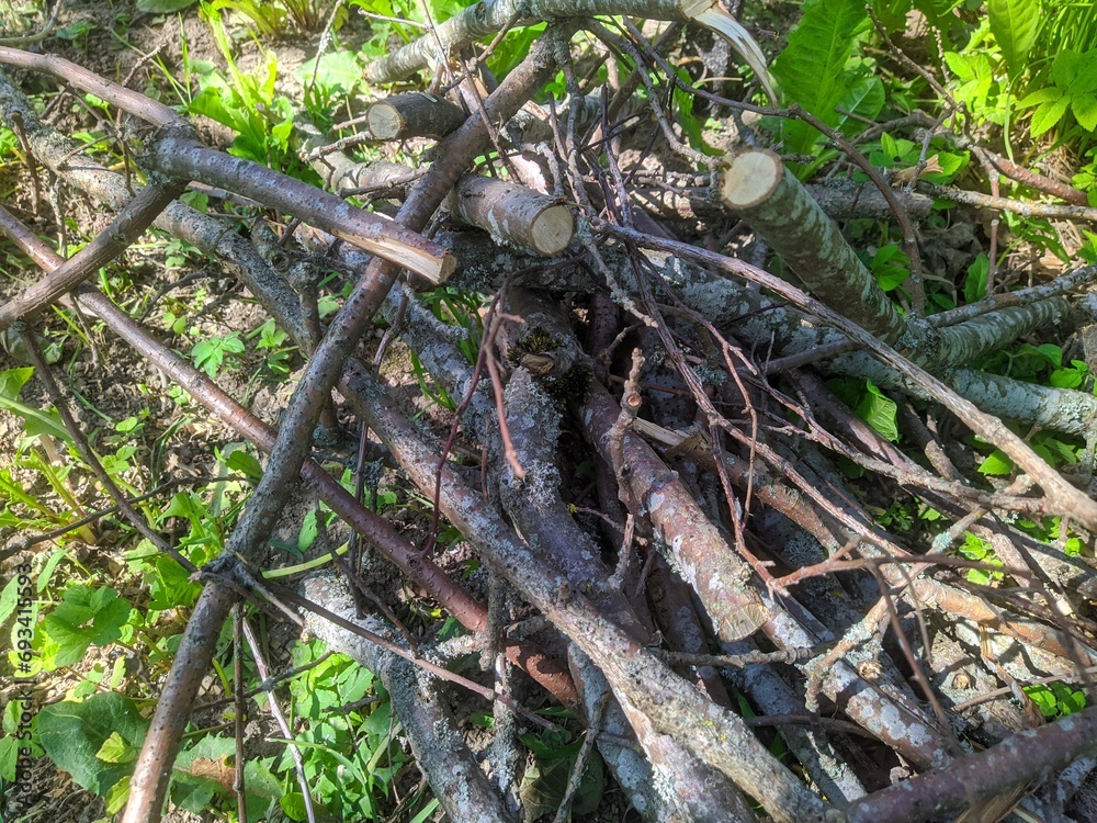 Dry branches for a fire on the grass. dry branches for a fire in the summer during the day Dry branches for a fire on the grass. dry branches for a fire in the summer during the day