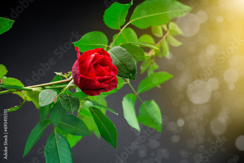 Red rose on a branch with foliage on a black background.