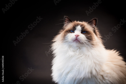 Beautiful young healthy Ragdoll cat on a black background. photo