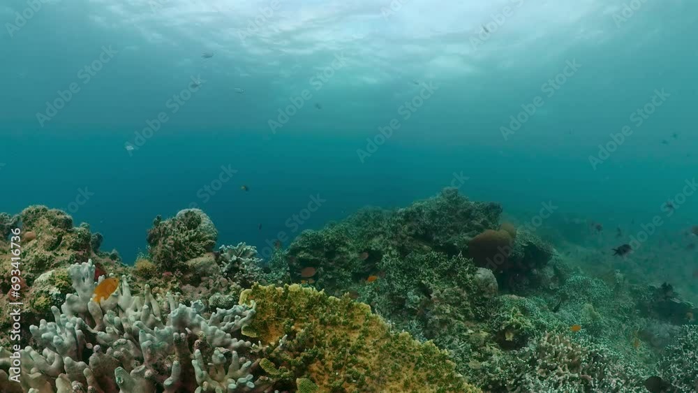 Underwater world with coral reef and fishes. Marine sanctuary. Underwater world with coral reef and fishes. Marine sanctuary.
