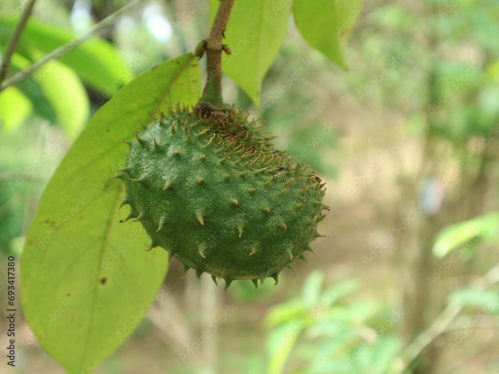 Soursop fruit on a tree branch among leaves isolated on natural green background Soursop fruit on a tree branch among leaves isolated on natural green background