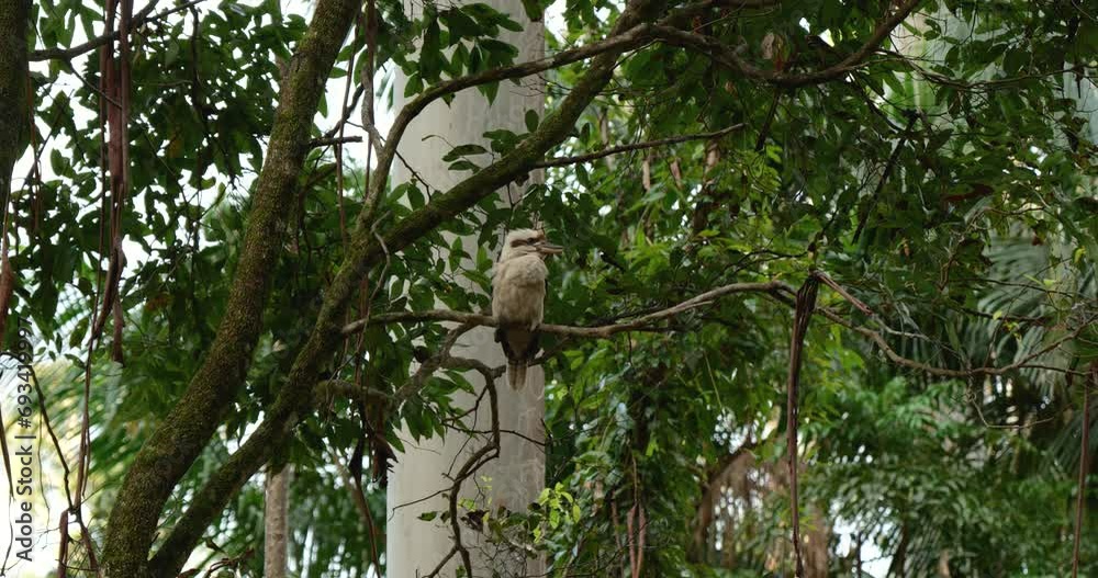 Kookaburra perched in a tree within Tamborine Mountain Regional Botanic Gardens Kookaburra perched in a tree within Tamborine Mountain Regional Botanic Gardens