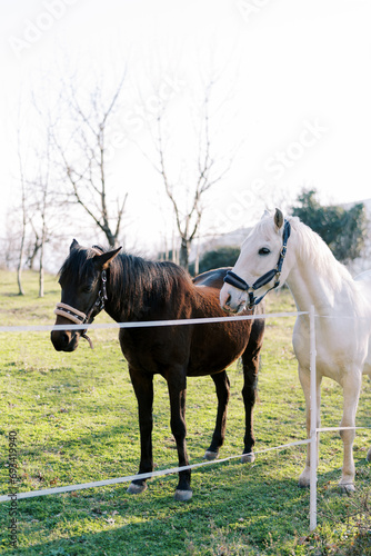 White and bay horses stand near a rope fence on a green lawn and look into the distance