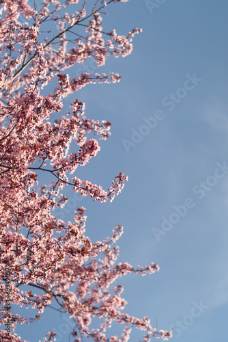 Tree flowers blossoming in springtime against the sky with copy space