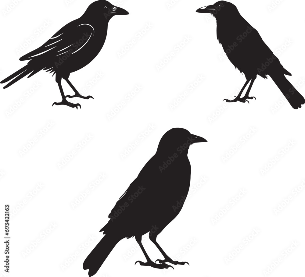 Fototapeta premium Raven crow Halloween silhouette design, isolated white background.