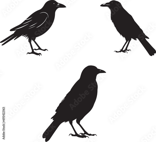 Raven crow Halloween silhouette design, isolated white background.
