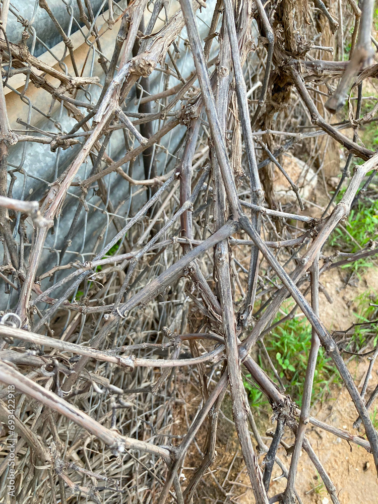 Grape trees are dead, Al-Qusaiah farms and palm trees in Buraydah Al-Qassim, Saudi Arabia
Grape trees are dead, Al-Qusaiah farms and palm trees in Buraydah Al-Qassim, Saudi Arabia