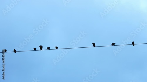 Rows of birds punctuate the evening skyline.
