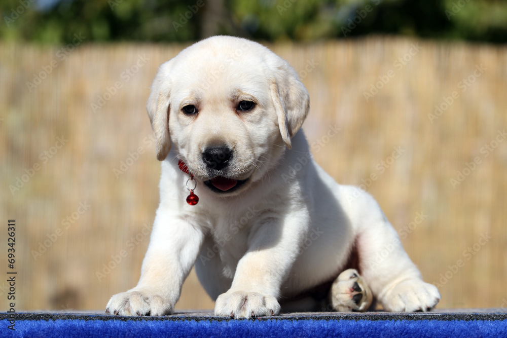 yellow labrador retriever in summer close up yellow labrador retriever in summer close up