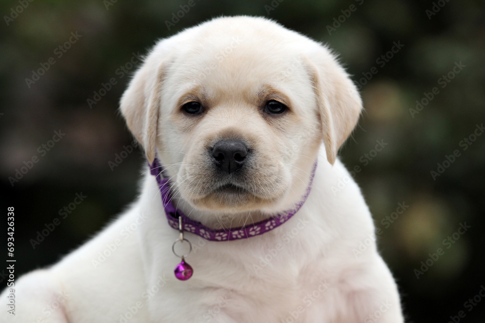 yellow labrador retriever in summer close up