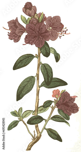 vintage flowers art flower rose leaf 