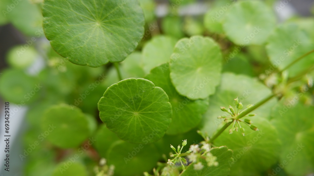 Hydrocotyle Umbellata is beneficial for health