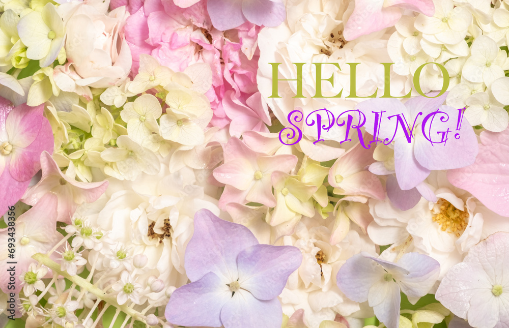 Text Hello spring. Delicate blooming roses and hydrangea flowers. Blooming pastel flowers, festive floral background.