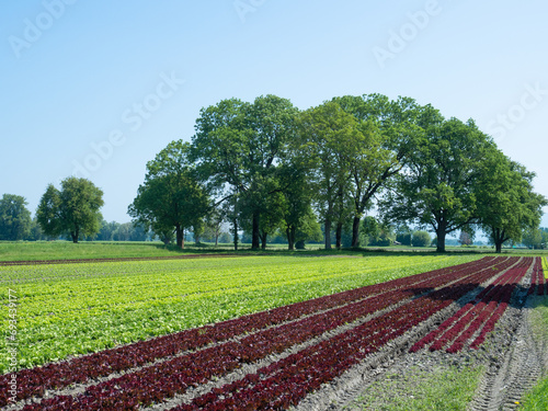 Gaissau, Austria - May 27th 2023: Colourful cultivation of red and green oak leaf lettuce