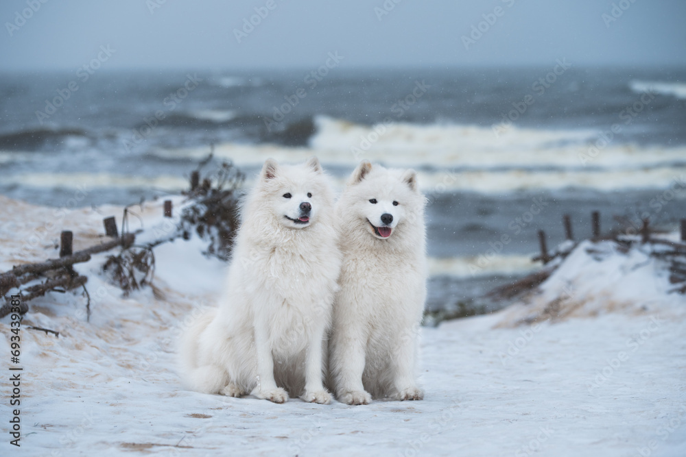 Two white Samoyed white dogs are on snow sea beach in Latvia - obrazy, fototapety, plakaty 