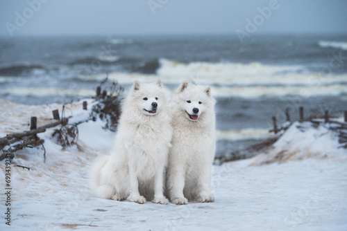 Two white Samoyed white dogs are on snow sea beach in Latvia photo