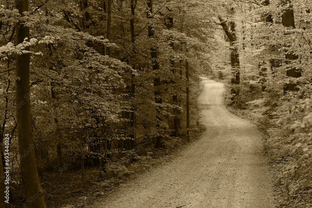 forest path,waldweg