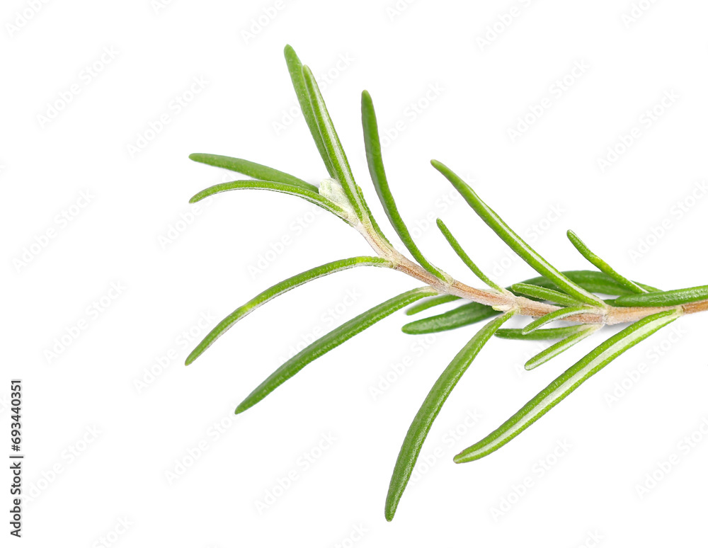 Fototapeta premium Fresh green rosemary twig and leaves isolated, clipping path