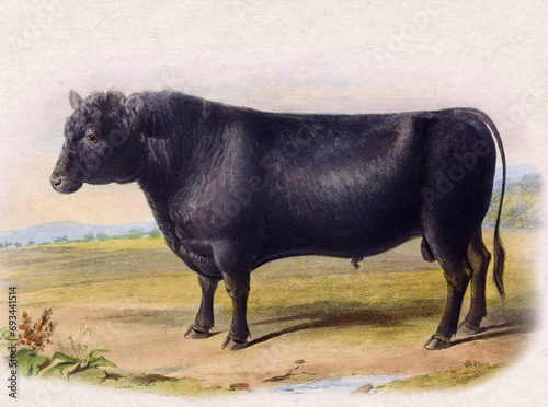 Cow illustration