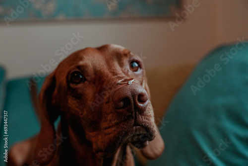 Gold ring with a diamond on the nose of a red dog photo