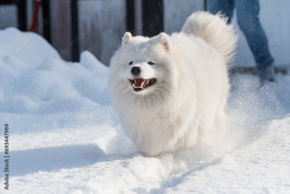 Samoyed white dog is running on snow outside