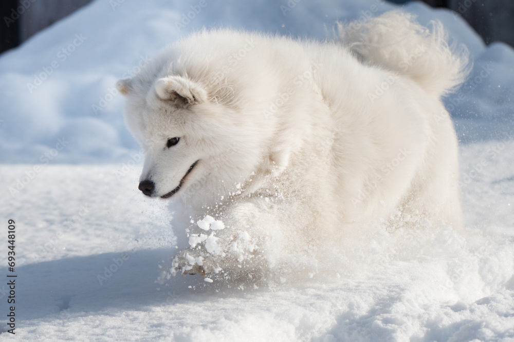 Obraz premium Samoyed white dog is running on snow outside