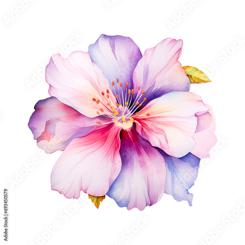 Flower Watercolor
