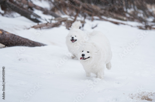 Two Samoyed white dogs are running on snow beach in Latvia photo