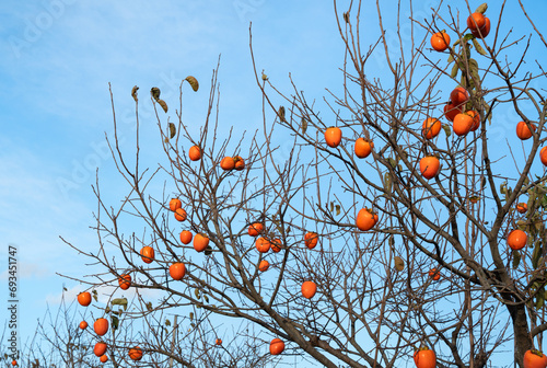 Ripe persimmon hanging on a tree branch.