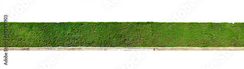 long green hedge plant fence isolated png photo