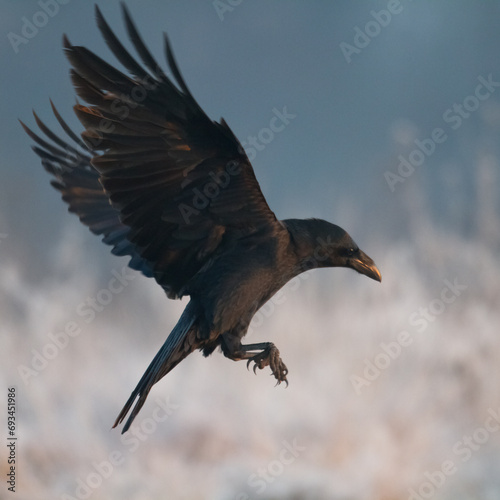 Bird beautiful raven Corvus corax North Poland Europe photo