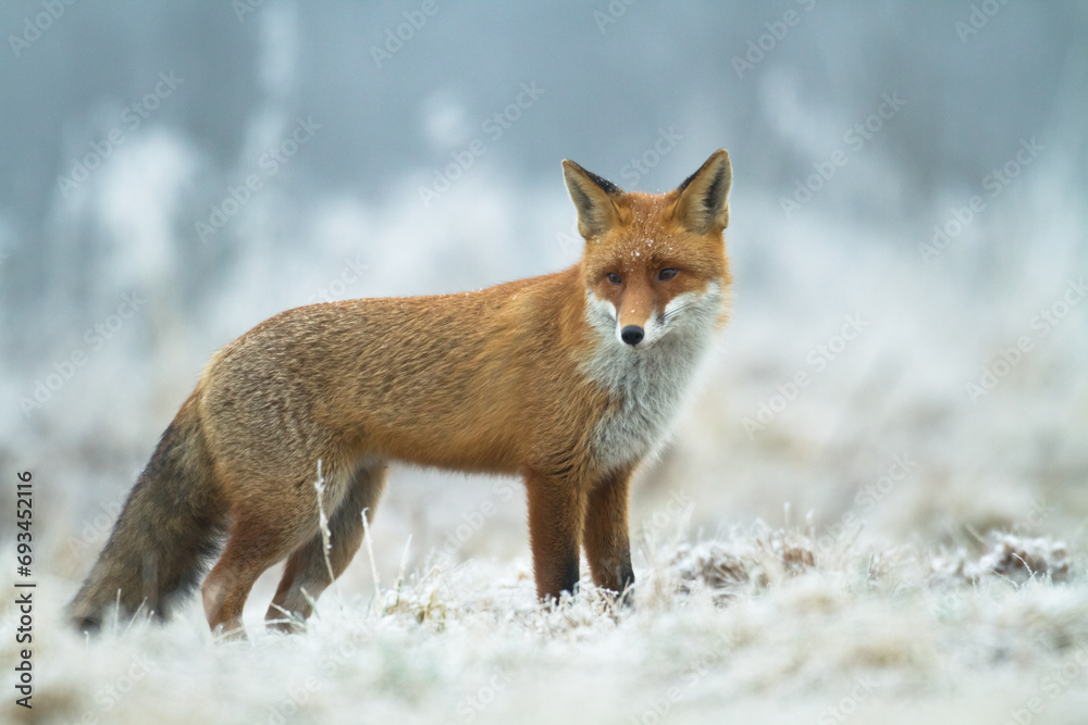 Mammals Fox Vulpes vulpes in autumn scenery, Poland Europe, animal walking among autumn meadow