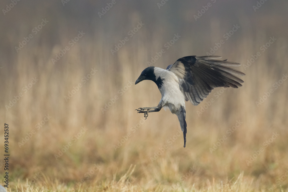 Bird - Hooded crow Corvus cornix in amazing blurred background Poland Europe Bird - Hooded crow Corvus cornix in amazing blurred background Poland Europe