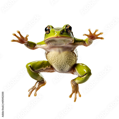 Funny jumped frog on white background