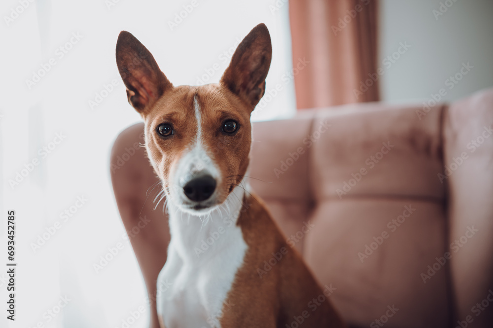 Basenji dogs in their natural environment. Basenji dogs in their natural environment.