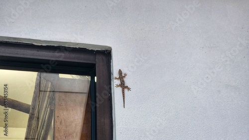 a lizard is on the wall of a building photo