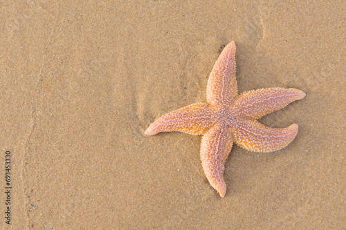 A starfish lies on the sand on the beach