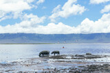 A family of hippopotamus, flamingos in the Ngorongoro crater, Tanzania 