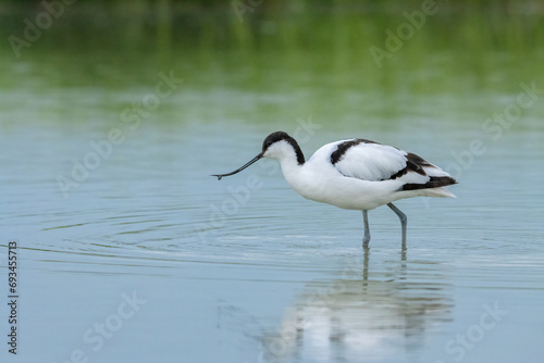 Pied avocet, recurvirostra avosetta, black and white wader bird, foraging in shalow water with some green in background photo