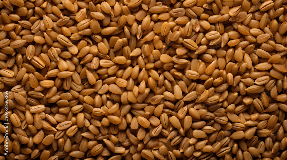 Full Frame of Grains, Capturing the Beauty of Ripening Grains in Abundance. Full Frame of Grains, Capturing the Beauty of Ripening Grains in Abundance.