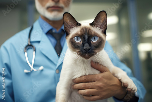 veterinarian examining a cute Siamese cat on an examination table at the clinic.