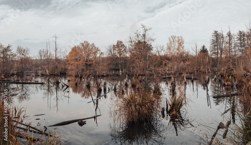 Fototapeta Naklejka Na Ścianę i Meble -  Mystic foggy swamp with trees in water
