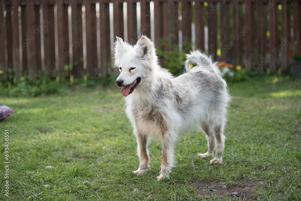 Obraz premium Alopecia disease Samoyed dog. Dermatitis and Itching of Dogs