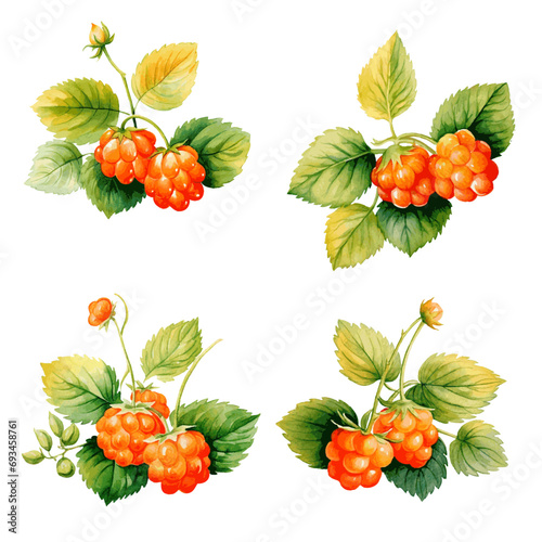 Tasty juicy cloudberry with leaves watercolor paint for food design on white