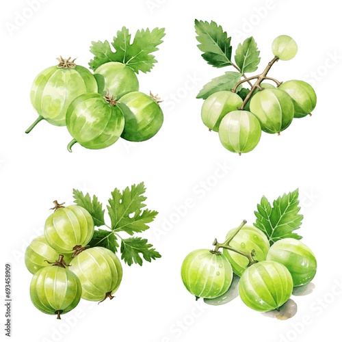 Tasty juicy gooseberry with leaves watercolor paint for food design on white photo