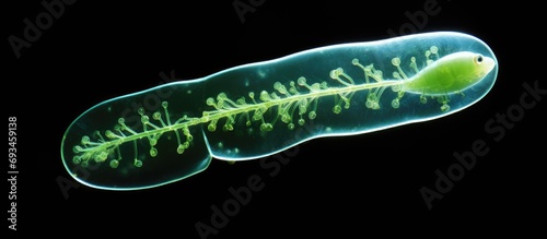 Educational microscopic view of single-celled flagellate Eukaryotes, Euglena genus. photo