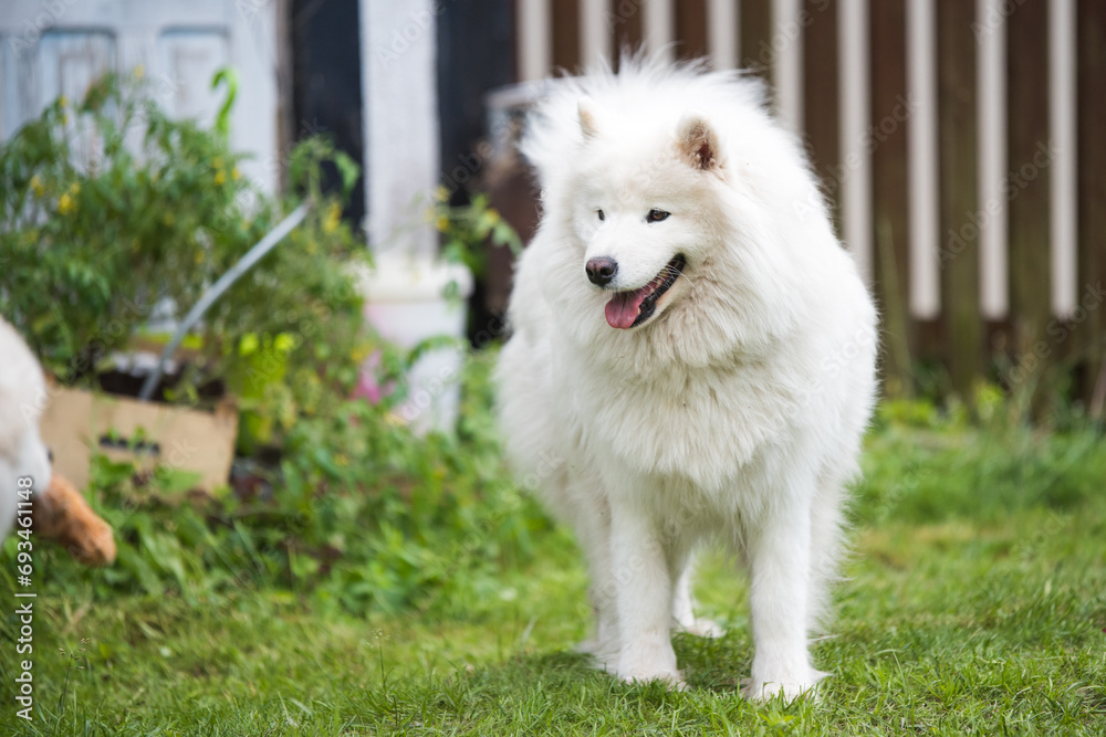 Fototapeta premium White Samoyed puppy sits on the green grass. Dog in nature, a walk in the park
