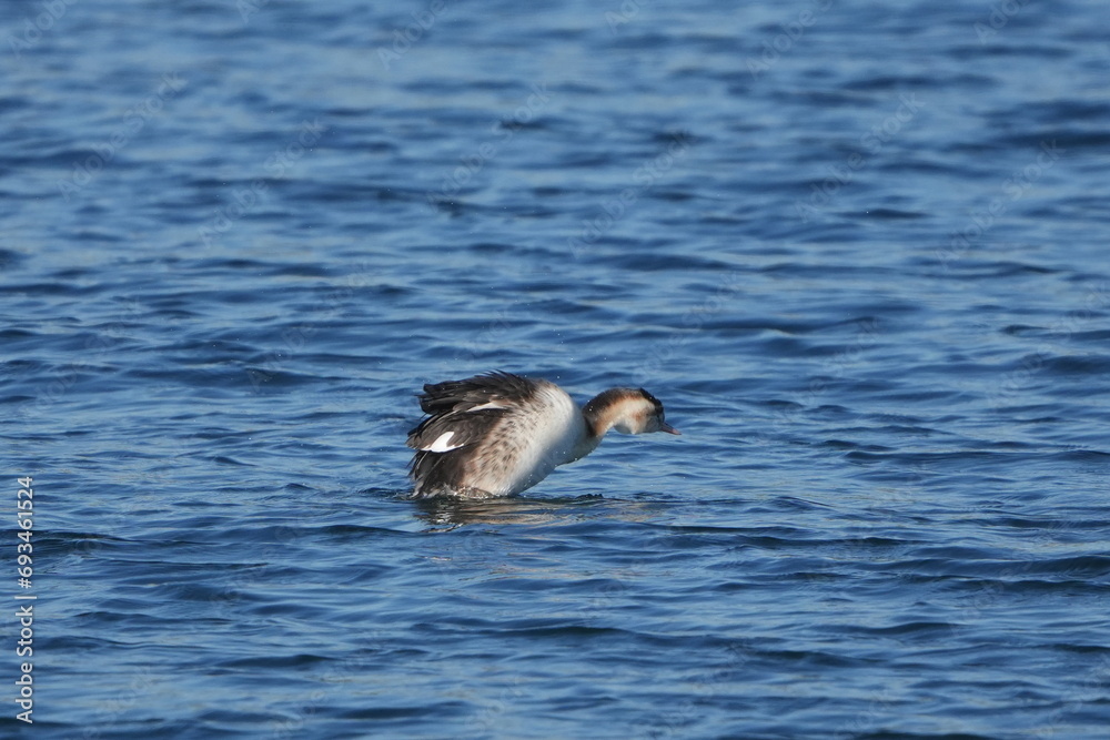 crested grebe in a seashore crested grebe in a seashore